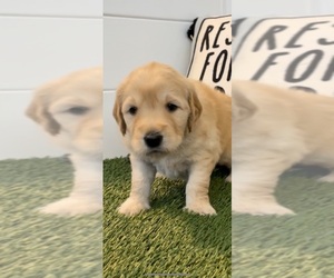 Goldendoodle Puppy for Sale in COULTERVILLE, California USA