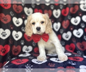 Cocker Spaniel Puppy for sale in LAKELAND, FL, USA