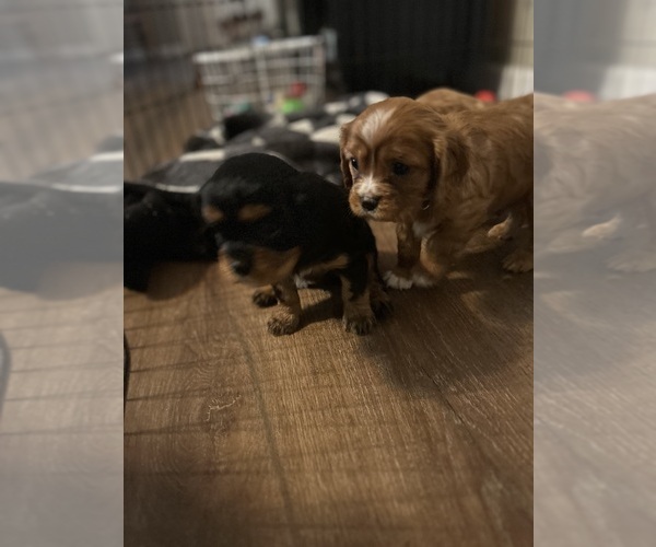 Medium Photo #14 Cavalier King Charles Spaniel Puppy For Sale in DOVER, AR, USA