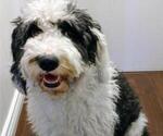 Small Photo #1 Sheepadoodle Puppy For Sale in FONTANA, CA, USA