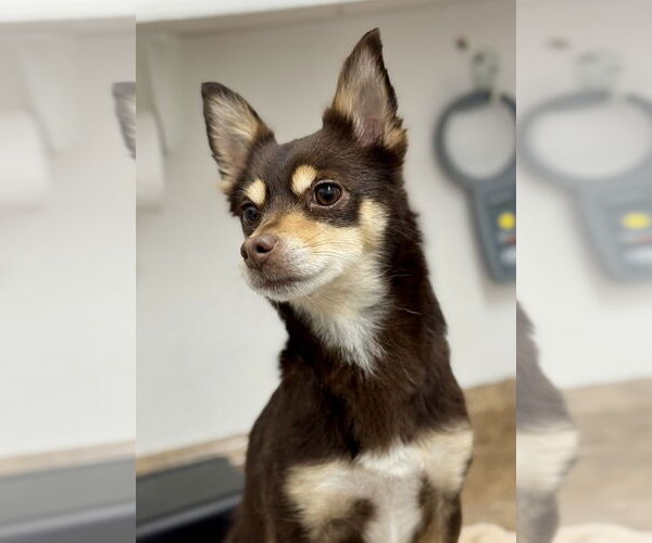 Medium Photo #2 Chihuahua-Unknown Mix Puppy For Sale in Mundelein, IL, USA