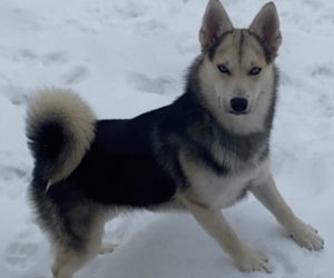 Father of the Pomsky puppies born on 09/10/2022