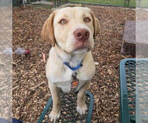 Labrador Retriever-Unknown Mix Dogs for adoption in Waterford, VA, USA