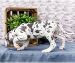 Small #2 Great Dane