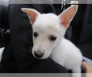 Siberian Husky-Unknown Mix Dogs for adoption in Temple, TX, USA