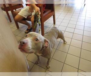 American Staffordshire Terrier Dogs for adoption in Ocala, FL, USA