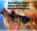 Small Photo #1 German Shepherd Dog Puppy For Sale in CREIGHTON, SD, USA