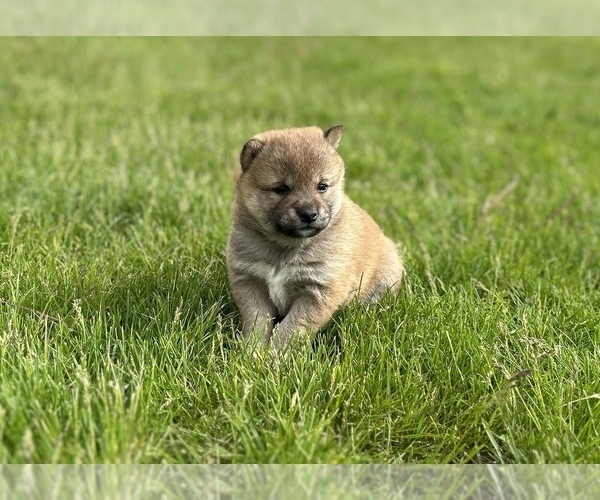 Medium Photo #2 Shiba Inu Puppy For Sale in DONNELLSON, IA, USA