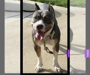 American Staffordshire Terrier Dogs for adoption in Thomasville, NC, USA