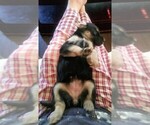 Small Photo #9 Goberian Puppy For Sale in LINCOLN, NE, USA