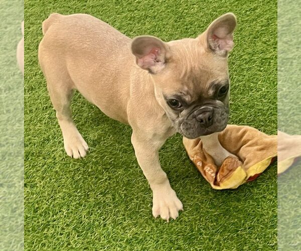 Medium Photo #1 French Bulldog Puppy For Sale in BERKLEY, MI, USA