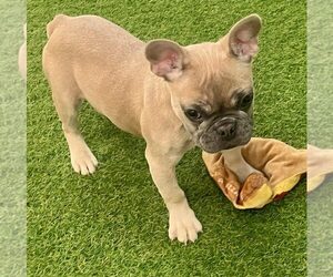French Bulldog Puppy for sale in BERKLEY, MI, USA