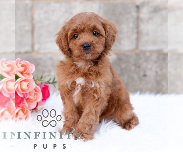 Medium Photo #5 Cavapoo (Miniature) Puppy For Sale in DORNSIFE, PA, USA