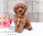Small #4 Cavapoo (Miniature)