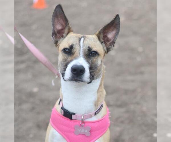 Medium Photo #2 Mutt Puppy For Sale in San Antonio, TX, USA