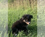 Small Photo #24 Miniature Australian Shepherd Puppy For Sale in BETHANY, IL, USA
