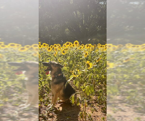 Medium Photo #4 German Shepherd Dog Puppy For Sale in New Hill, NC, USA