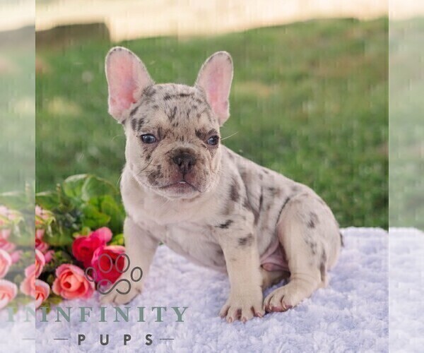 Medium Photo #5 French Bulldog Puppy For Sale in REBERSBURG, PA, USA