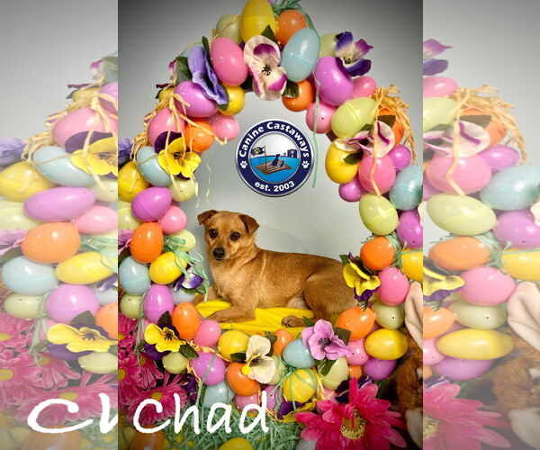 Medium Photo #11 Chihuahua-Unknown Mix Puppy For Sale in Arcadia, FL, USA