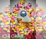 Small #10 Chihuahua Mix
