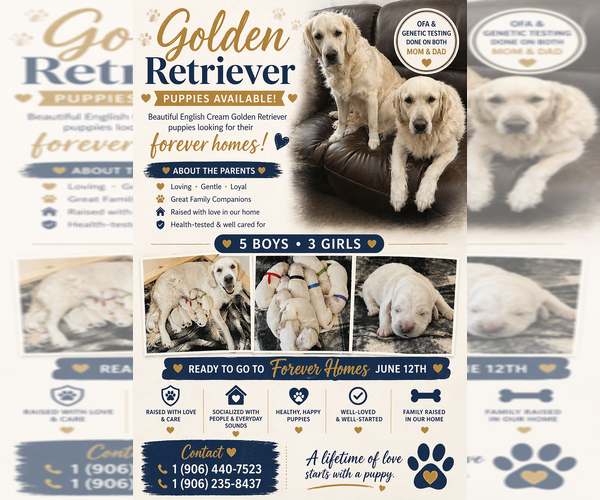 Medium Photo #1 English Cream Golden Retriever Puppy For Sale in NEWBERRY, MI, USA