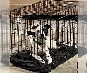 Wiggles - Male American Pit Bull Terrier-Border Collie Mix Dog for Adoption - Photo #3