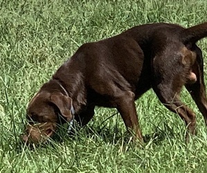 Father of the Labrador Retriever puppies born on 05/24/2025