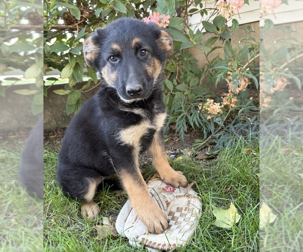 Medium Photo #4 German Shepherd Dog Puppy For Sale in MIDDLEBURY, IN, USA