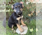 Dakota - Female German Shepherd Dog Puppy for Sale - Photo #4