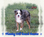 Small Miniature Australian Shepherd