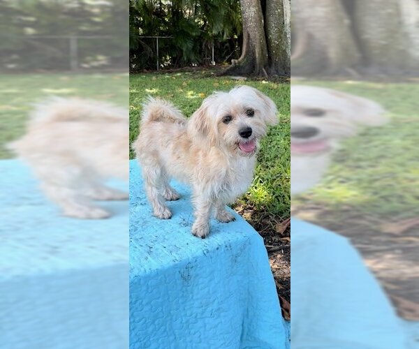 Medium Photo #4 Shih Tzu Puppy For Sale in Weston, FL, USA