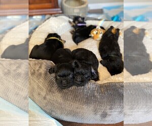 Brussels Griffon Puppy for Sale in WOODINVILLE, Washington USA
