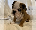 Small Photo #20 English Bulldog Puppy For Sale in JOHNS ISLAND, SC, USA