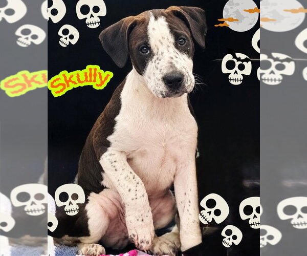 Medium Photo #1 Mutt Puppy For Sale in Claremore, OK, USA