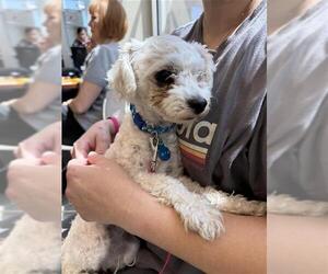 Poodle (Miniature)-Unknown Mix Dogs for adoption in San Antonio, TX, USA