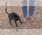 Small Photo #3 Labrador Retriever Puppy For Sale in TEKAMAH, NE, USA