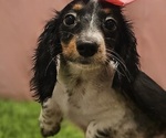Image preview for Ad Listing. Nickname: Winnie