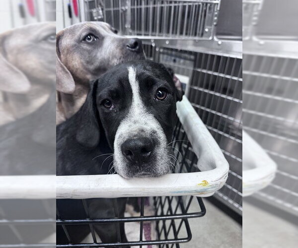 Medium Photo #1 Mastiff-Unknown Mix Puppy For Sale in Oklahoma City, OK, USA