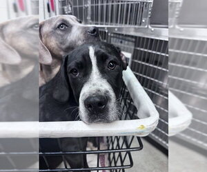 Mastiff-Unknown Mix Dogs for adoption in Oklahoma City, OK, USA