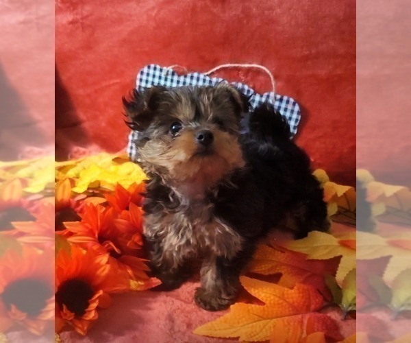 Medium Photo #9 Yorkshire Terrier Puppy For Sale in AKRON, OH, USA