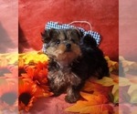 Small #8 Yorkshire Terrier