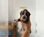 Small #10 Boxer