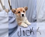 Puppy Jock Pembroke Welsh Corgi