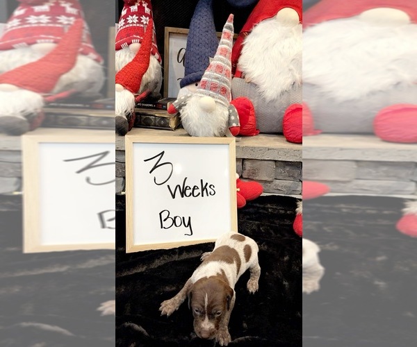 Medium Photo #1 German Shorthaired Pointer Puppy For Sale in RUSSELLVILLE, TN, USA