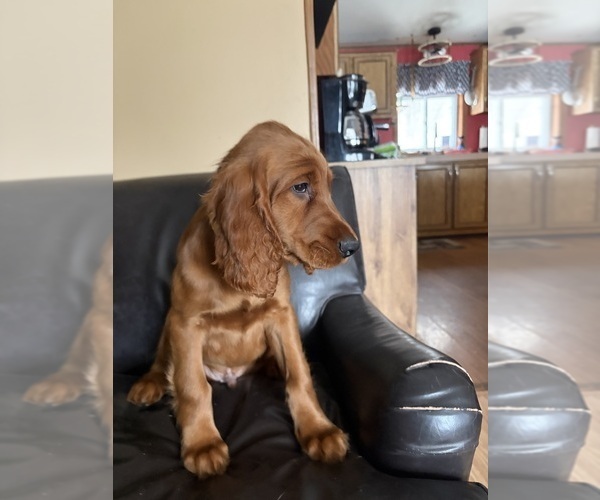 Medium Photo #4 Irish Setter Puppy For Sale in ONEONTA, NY, USA