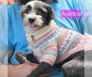 Mutt Dogs for adoption in Minneapolis, MN, USA