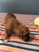 Small Photo #7 Boxer Puppy For Sale in BENICIA, CA, USA