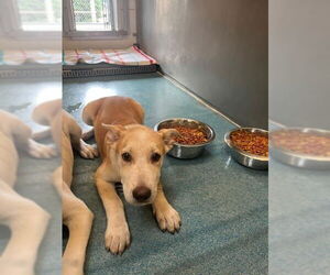 Labrador Retriever-Unknown Mix Dogs for adoption in Pearland, TX, USA