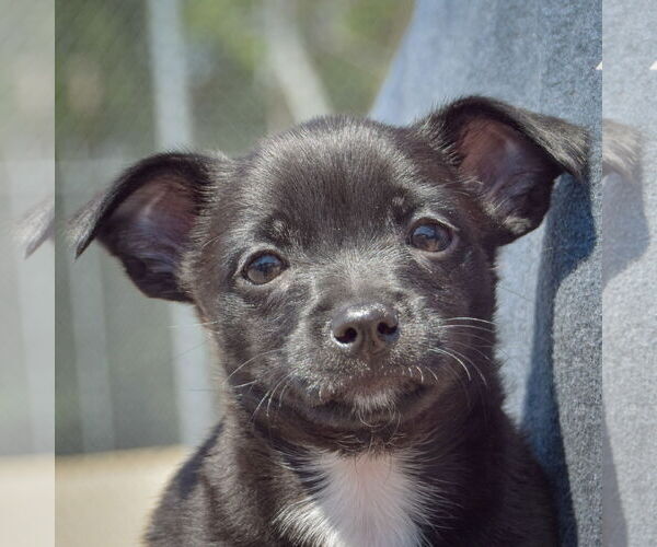 Medium Photo #6 Chiweenie Puppy For Sale in Huntley, IL, USA