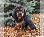 Small Photo #1 Cocker Spaniel Puppy For Sale in MIDDLEBURY, IN, USA